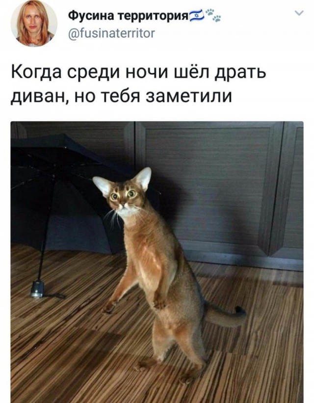 Смешные комментарии из социальных сетей 07.03.2018