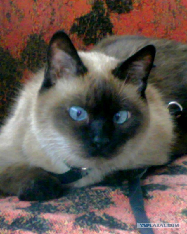 Котовторник