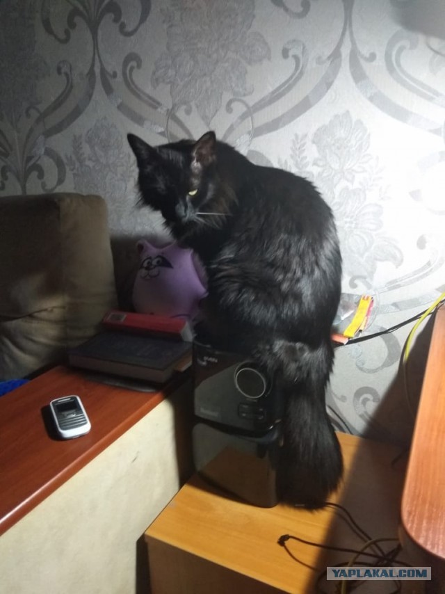 Котовторник 22.05.2018