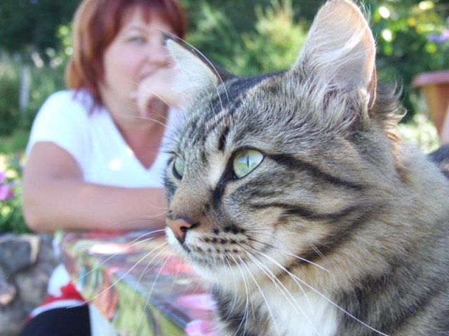 Прикольные коты на среду! ОЧЕНЬ МНОГО! Часть 2