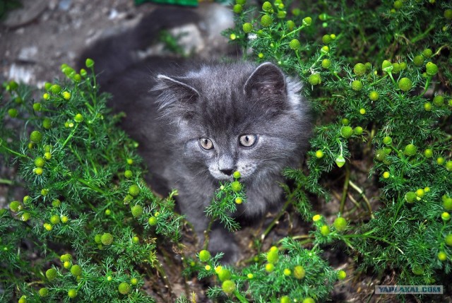 УРРААА ! Котовторник на ЯПлакалъ !