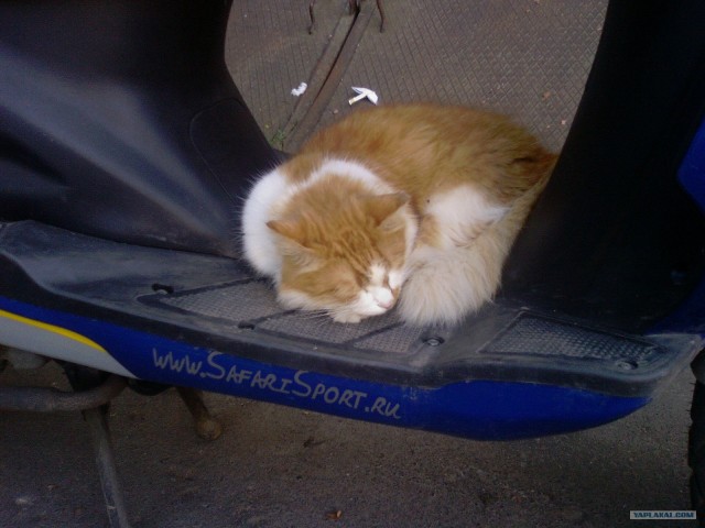 Котовторник 1.02.2011