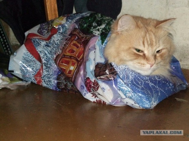 Начинаем котовторник!