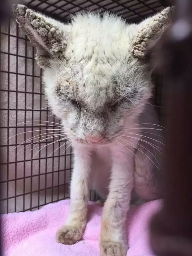 Прикольных котов пост