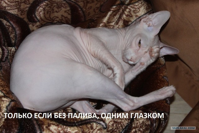 Коты и невидимые предметы 26 фот