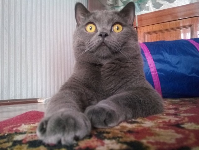 Котовторник 22.01.2019.