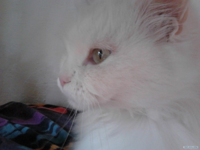 Котовторник  14.08.2012.