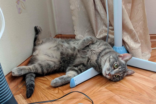 Котовторник 29.01.2019!