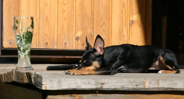 Собака — Улыбака :)