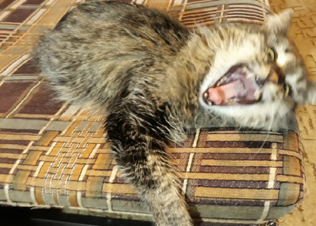 С Днём кошки!