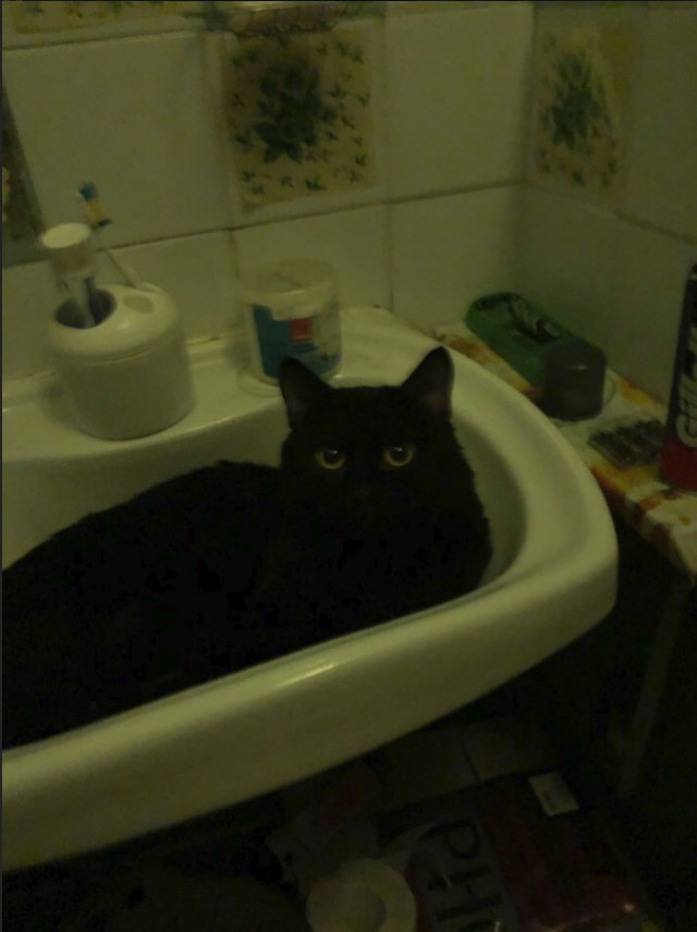 Забавные фото котеек