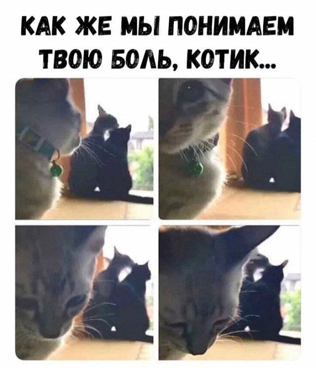 Забавные фото котеек