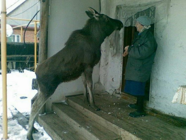 Скотсети и прочие интернеты 25.04.2019