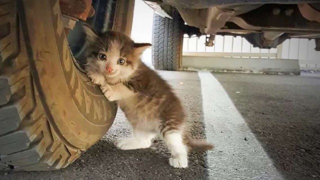 Котовторник! начнем? 04.06.19