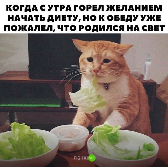 Как я похудел на 35 кг