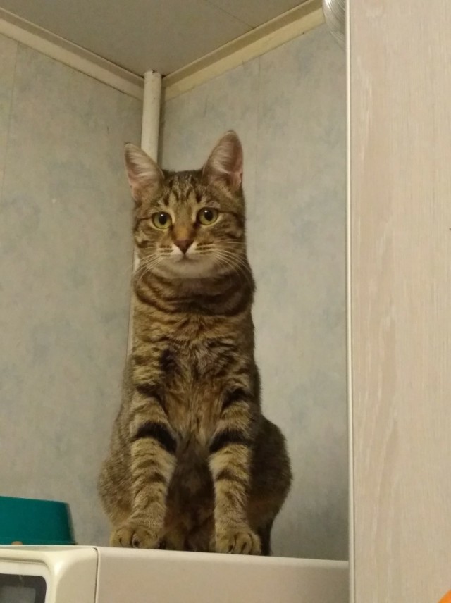 Забавные фото котеек