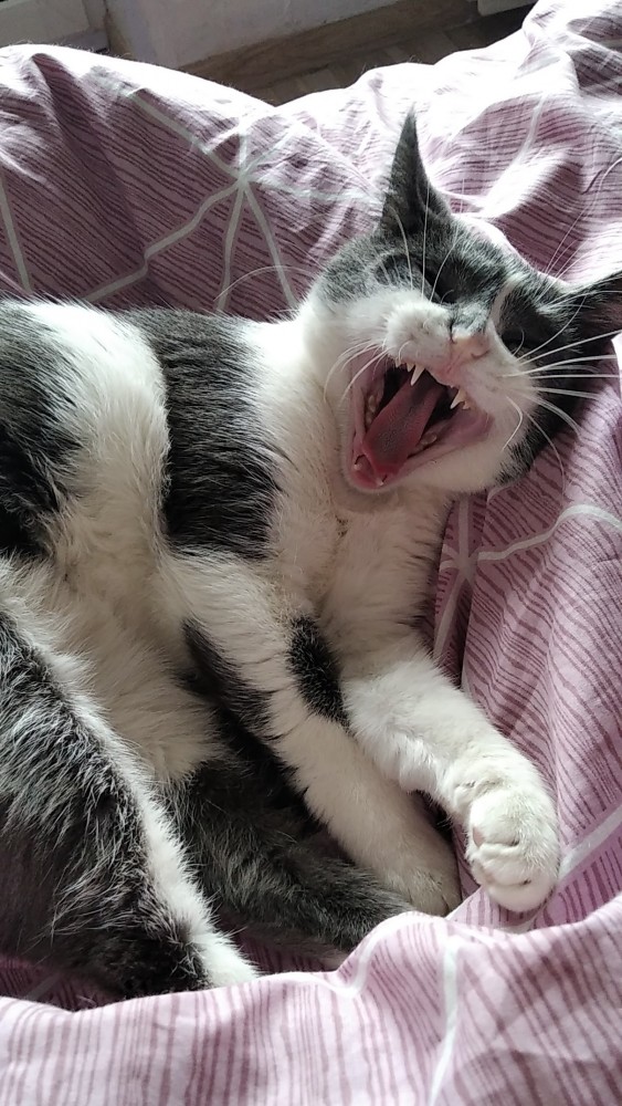 Котовторник