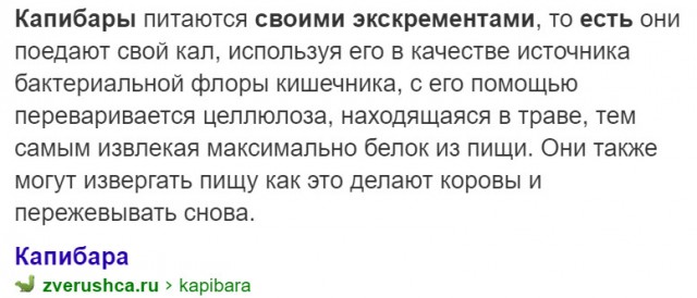 Капибара на столько милая и добродушная, что даже не сопротивляется когда ее хотят съесть