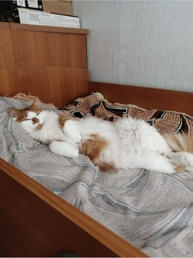 Котовторник