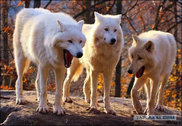 Победители конкурса фотографии Comedy Pet Photo Awards 2020