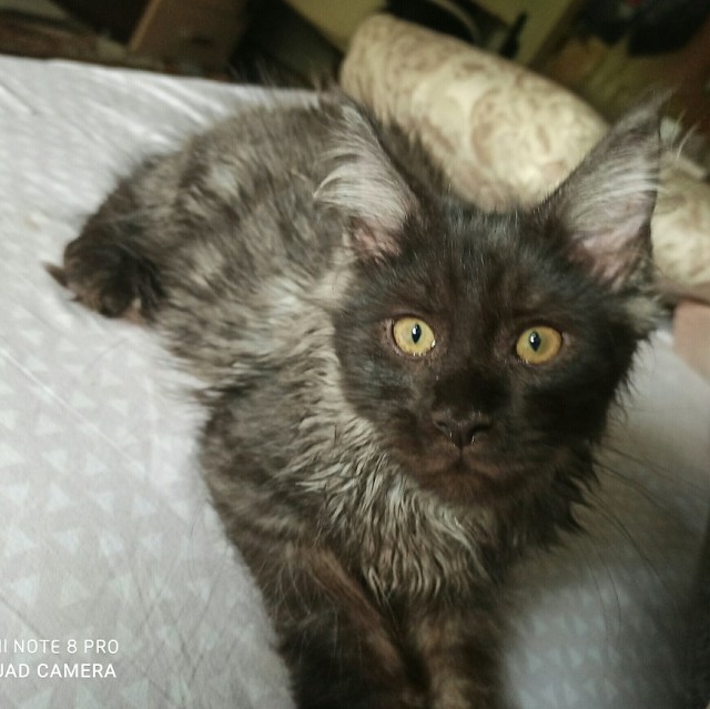 5 самых редких окрасов кошек