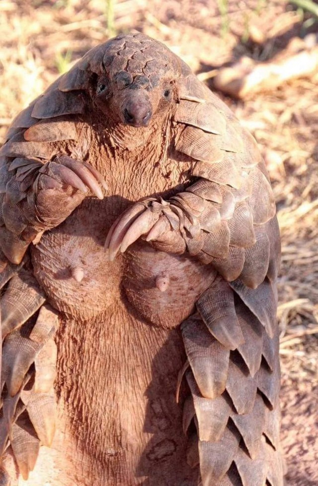Эти забавные животные