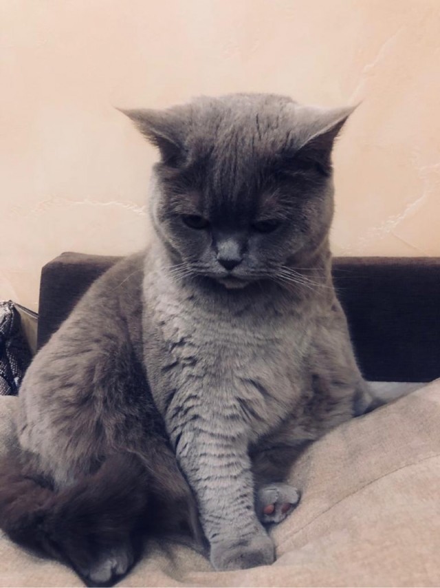 Котовторник 13.10.2020