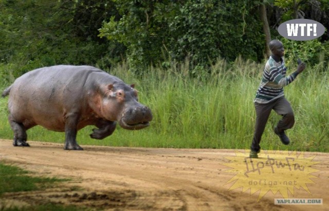 Фотожаба: WTF?