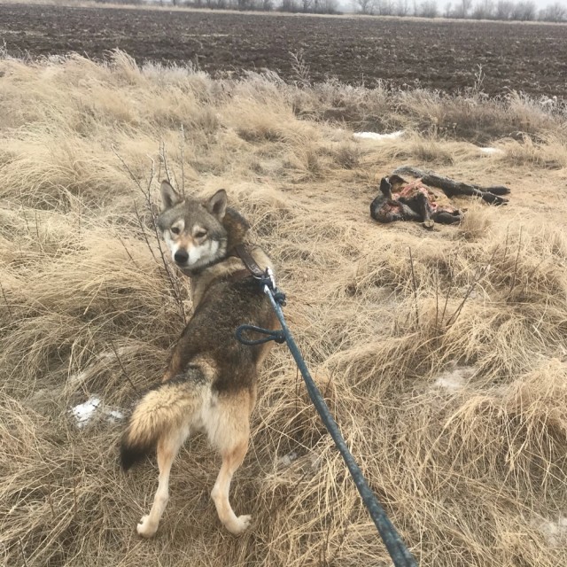 Спасение волка из капкана