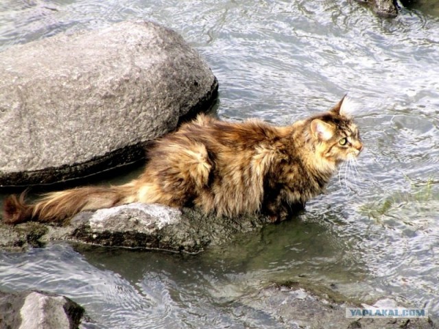 Кот увидел живую рыбу