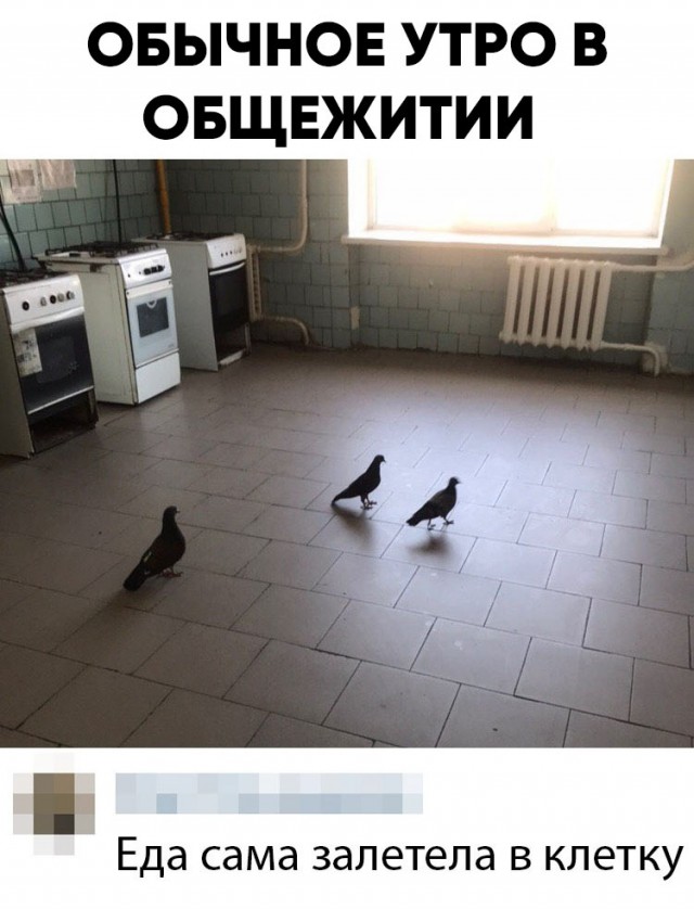 Весёлый полтишок 7.04
