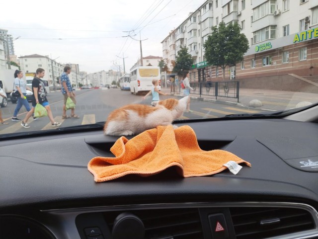 Дурному котёнку 22 км не крюк