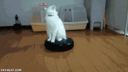 Откуда эта классовая ненависть?