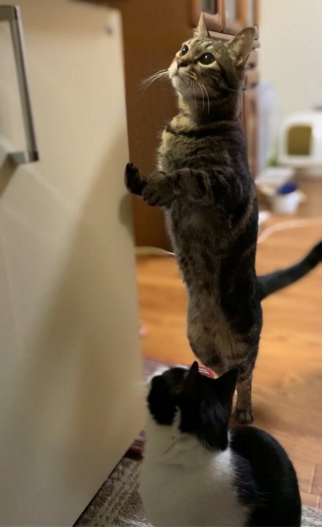 Разные котики