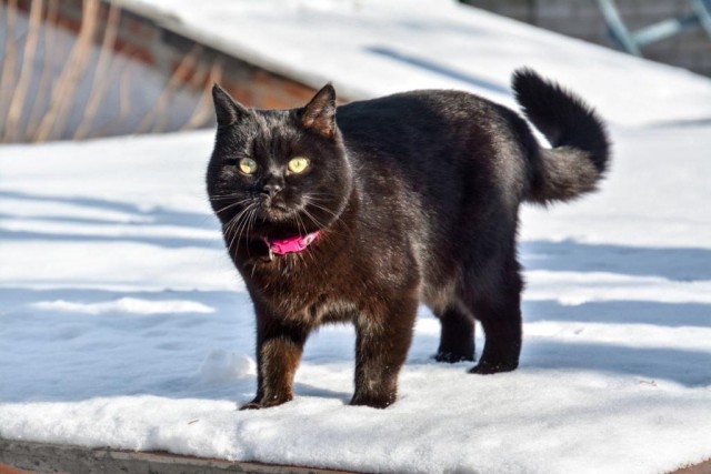 Котовторник