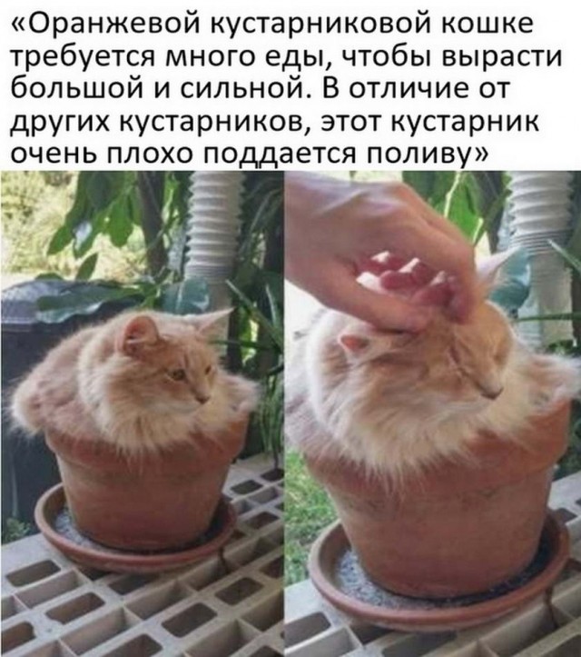 Картинки и мемы всем прекрасных выходных