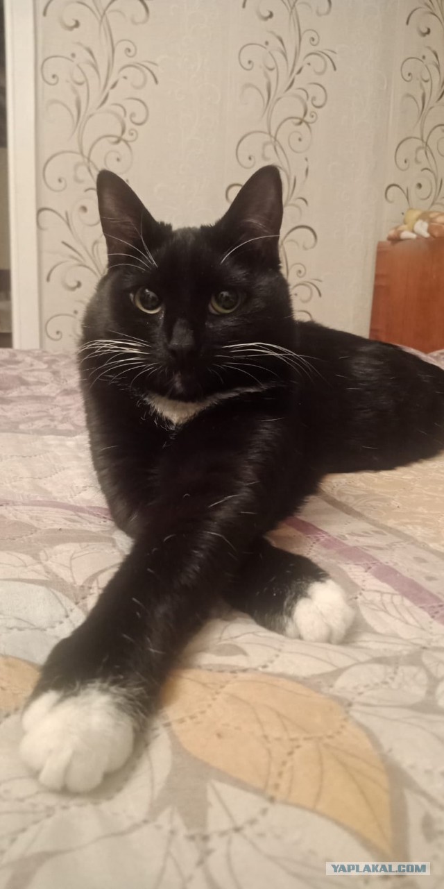 МИРУ - МИР ! Котикам - котовторник !