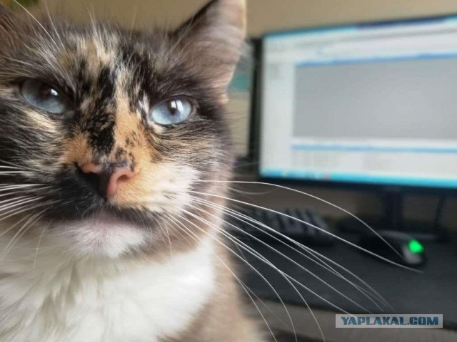 Котовторнику посвящается