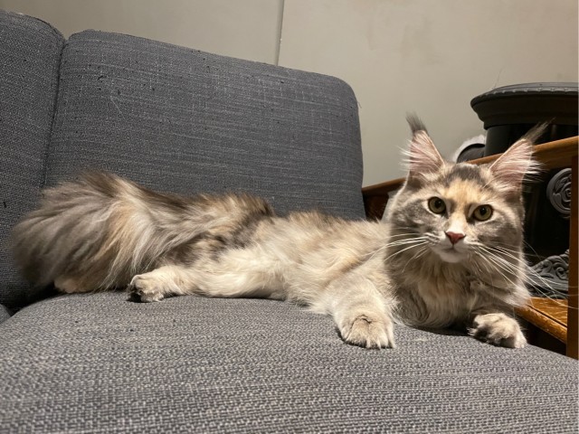 Котовторник от пластилинового рукодела