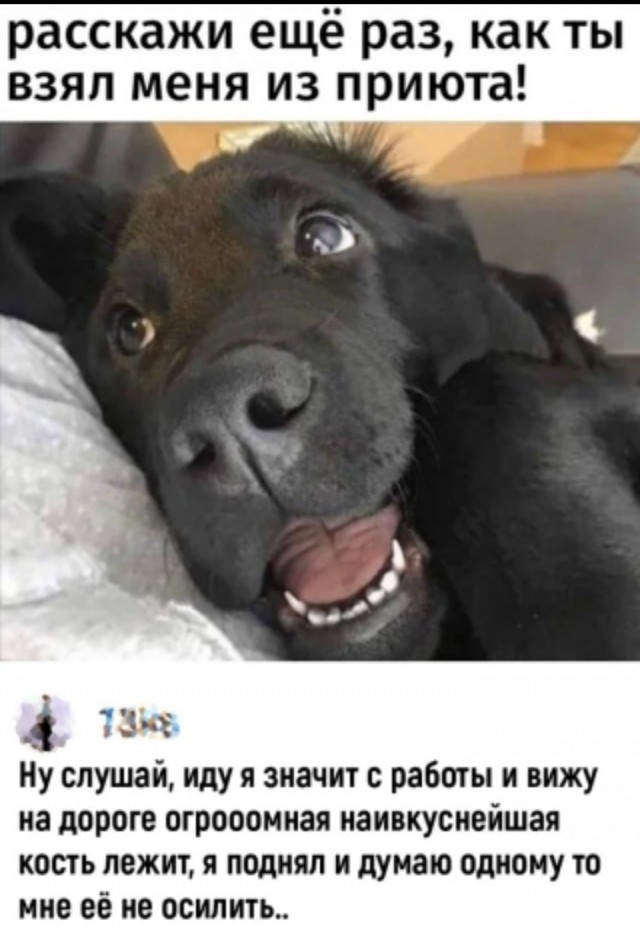 И вновь приветствуем Собакочетверг! Гав - 3 раза!
