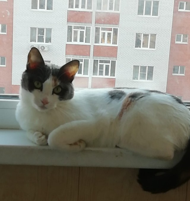 Начну котовторник чуть раньше!