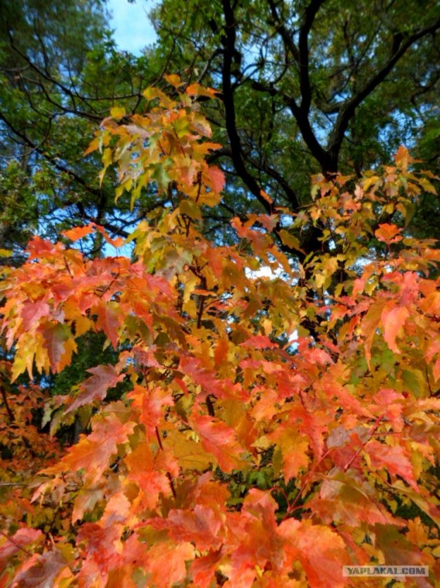 Генералы песчаного карьера