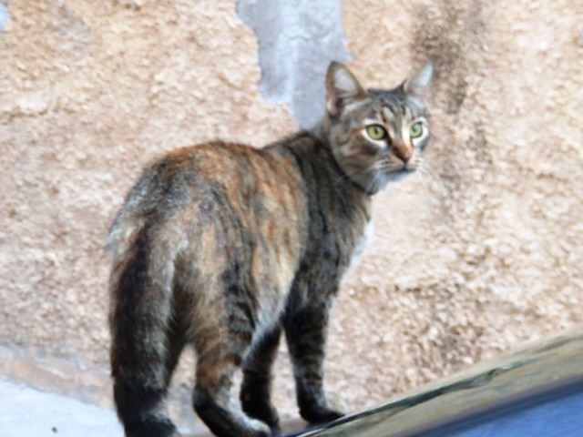 На котовторник