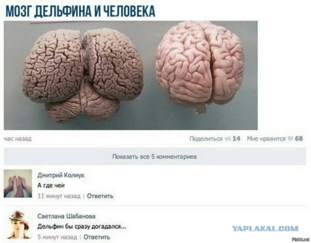 Восток дело тонкое