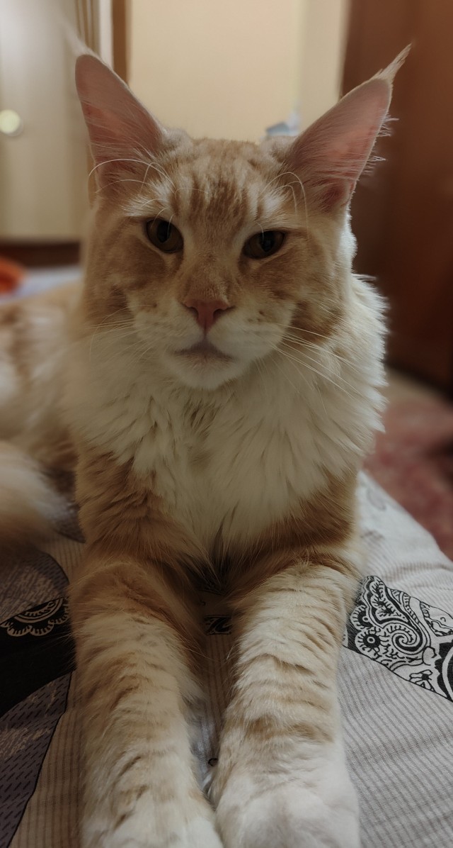 Вот и мы теперь кошкорабы
