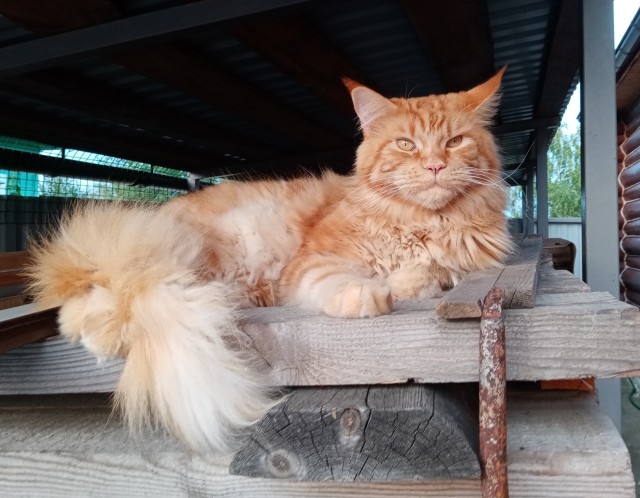 Много дел у кота на даче...