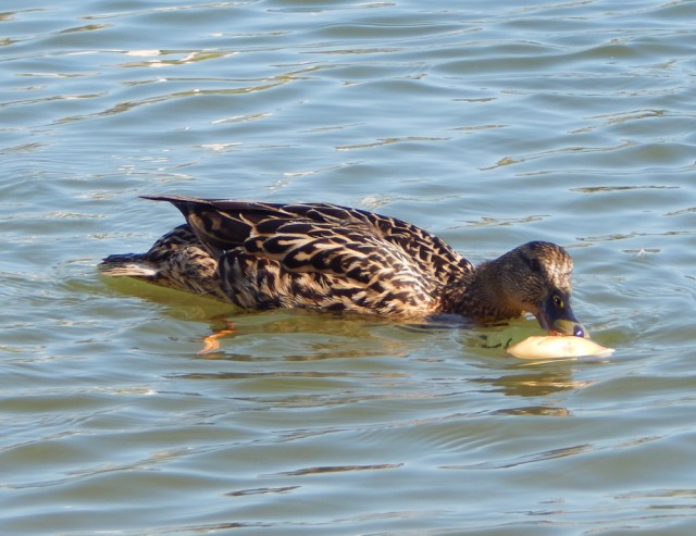 Природа Южного Урала