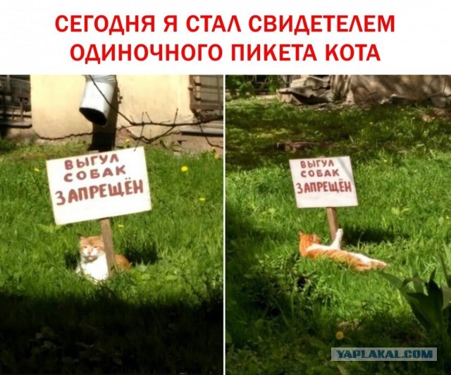 Баяны и аккордеоны. Смешные и не очень