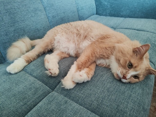 Котовторник! 16+ Коллеги-рабы, отмечаемся, у кого хозяину много лет!