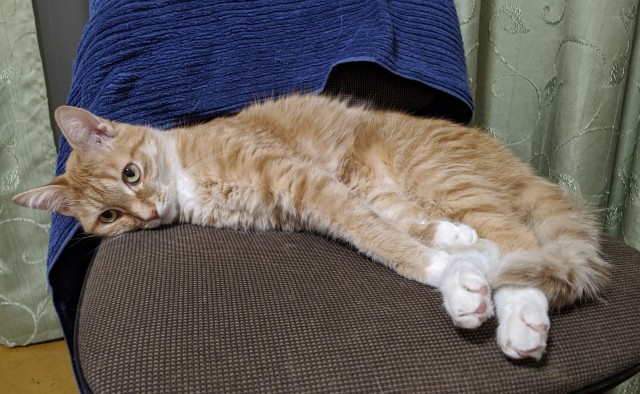 Котовторник Рыжих